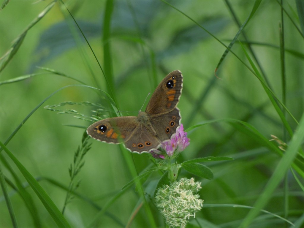 Lasiommata maera, Nymphalidae